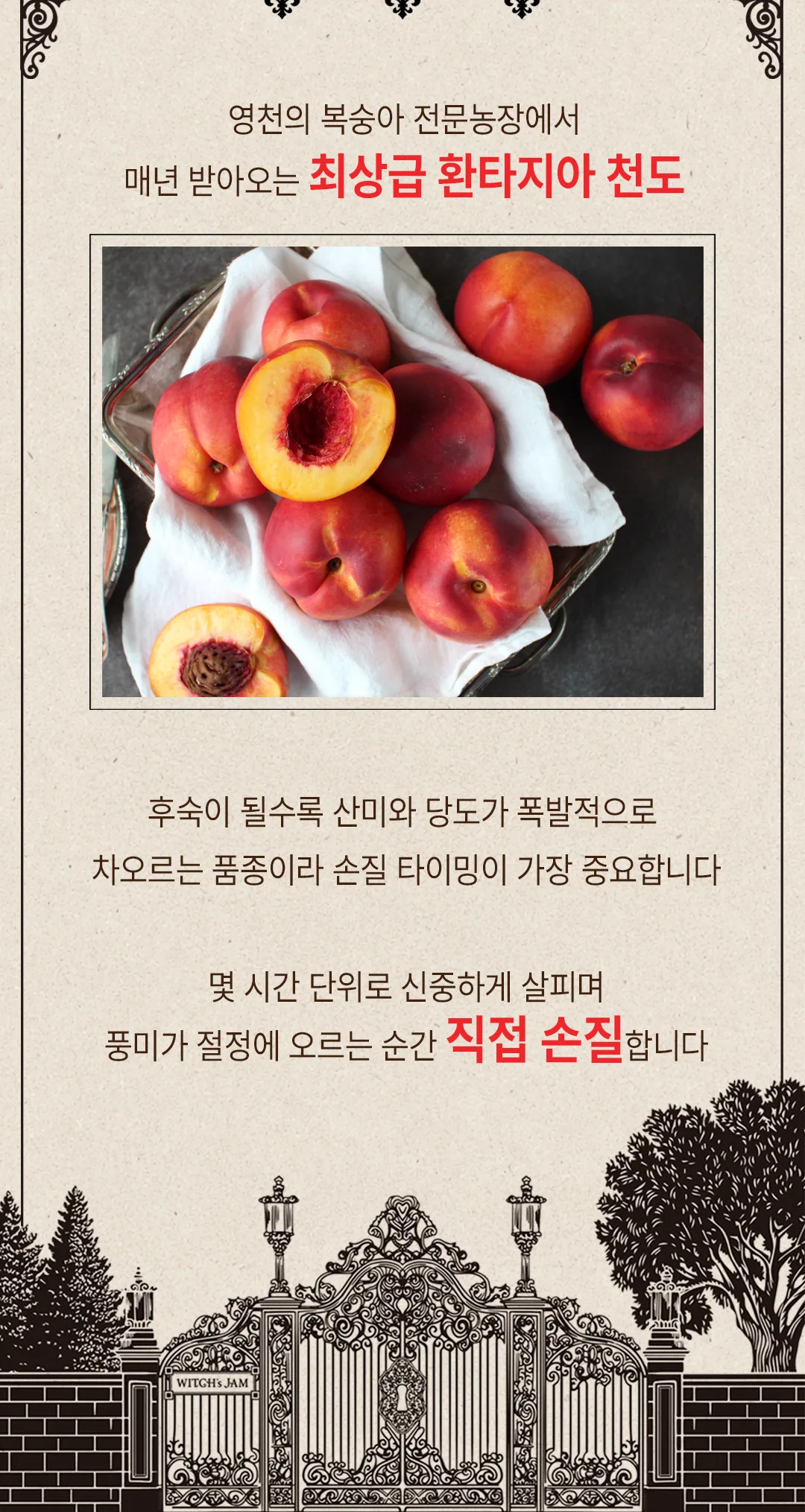 영천의 복숭아 전문농장에서 매년 받아오는 최상급 환타지아 천도 — 풍미가 절정에 오르는 순간 직접 손질합니다