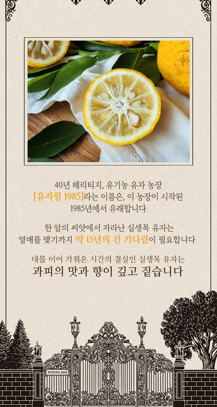 유자힐 1985 농장의 실생목 유기농 유자 — 1985년부터 40년 헤리티지, 열매를 맺기까지 15년의 기다림