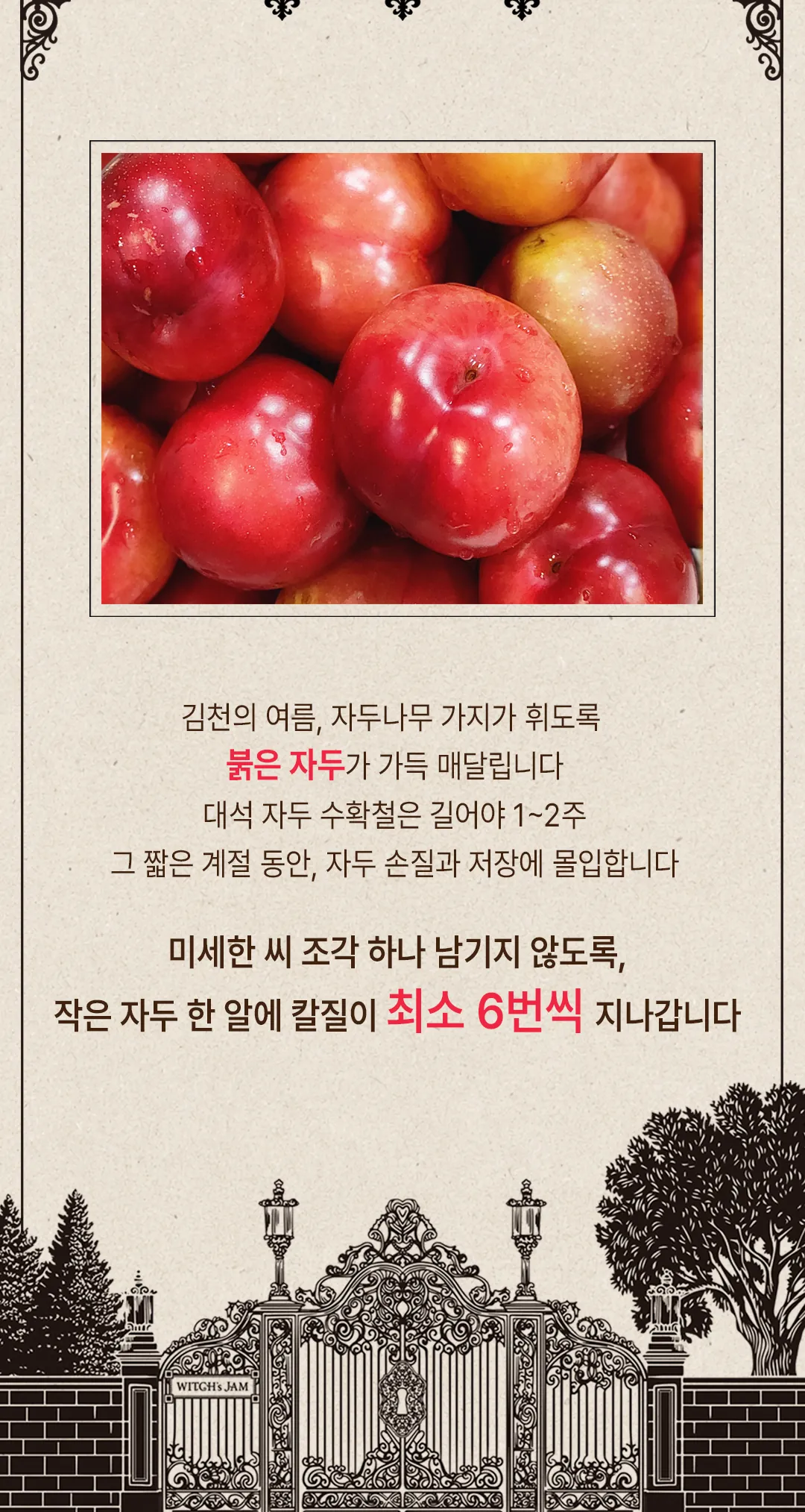 김천 대석 자두 원물 — 수확철 1~2주의 붉은 자두를 씨 조각 하나 남기지 않도록 손질