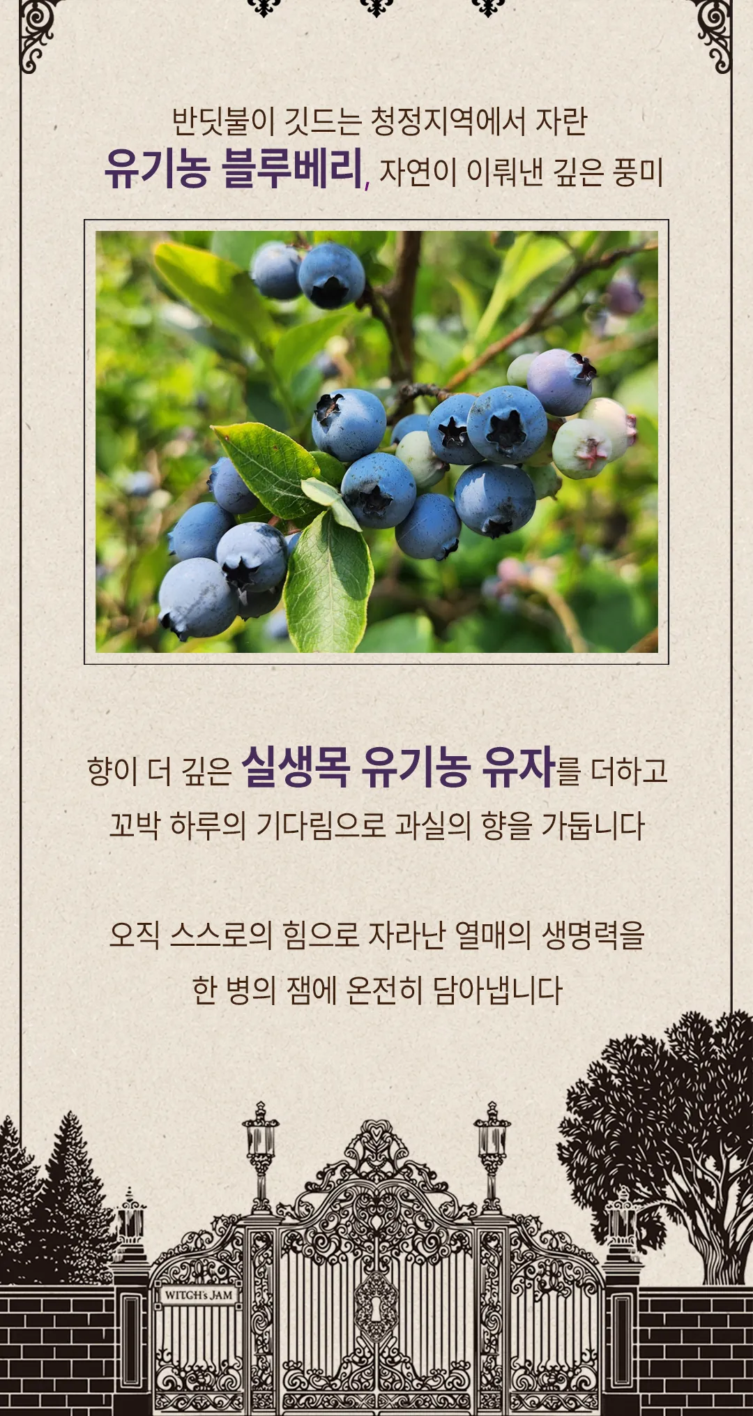 반딧불이 깃드는 청정지역에서 자란 유기농 블루베리와 향이 깊은 실생목 유기농 유자 원물
