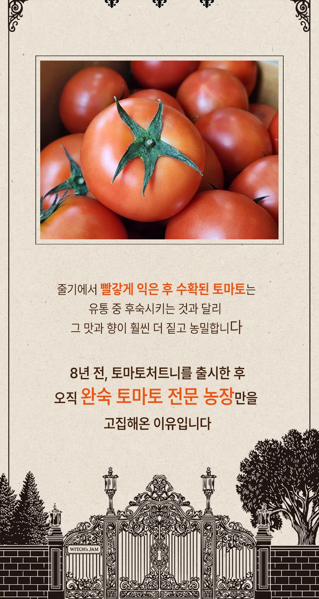 줄기에서 빨갛게 익은 후 수확한 완숙 토마토 — 8년째 완숙 토마토 전문 농장만 고집합니다